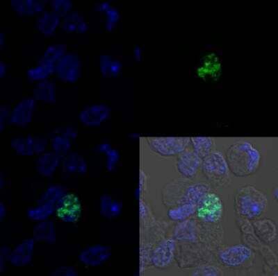 Immunocytochemistry/Immunofluorescence: MyoD Antibody (5.8A) [DyLight 488] [NB100-56511G] - Cell Lines Tested: mouse skeletal muscle-derived primary cell populationTest Sample Preparation: mouse skeletal muscle digested by collagenase type 2System: Super Sensitive High Resolution Confocal Laser Microscope (LSM880 with Airyscan)Excitation Wavelength: 488nmEmission Filter: 562nmImage is courtesy of customer review.