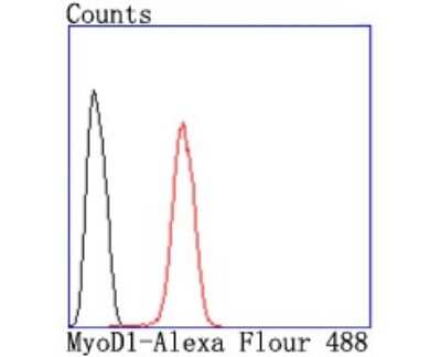 Flow Cytometry: MyoD Antibody (JM10-72) [NBP2-66966] - Analysis of Hela cells with MyoD1 antibody at 1/50 dilution (red) compared with an unlabelled control (cells without incubation with primary antibody; black). Alexa Fluor 488-conjugated goat anti rabbit IgG was used as the secondary antibody.