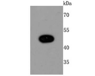 Western Blot: MyoD Antibody (JM10-72) [NBP2-66966] - Analysis of MyoD1 on Hela cells lysates using anti-MyoD1 antibody at 1/1,000 dilution.