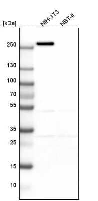 Western Blot: Myoferlin Antibody [NBP1-84694] - Analysis in mouse cell line NIH-3T3 and rat cell line NBT-II.