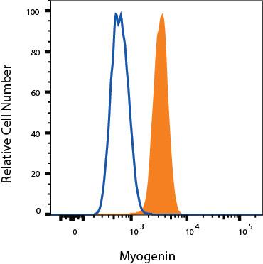 C2C12 cells were stained with Mouse Anti-Human/Mouse Myogenin Alexa Fluor® 488‑conjugated Monoclonal Antibody (Catalog # IC6686G, filled histogram) or isotype control antibody (Catalog # IC002G, open histogram). To facilitate intracellular staining, cells were fixed and permeabilized with FlowX FoxP3 Fixation & Permeabilization Buffer Kit (Catalog # FC012). View our protocol for Staining Intracellular Molecules.