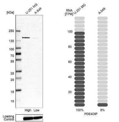 Western Blot Myomegalin Antibody