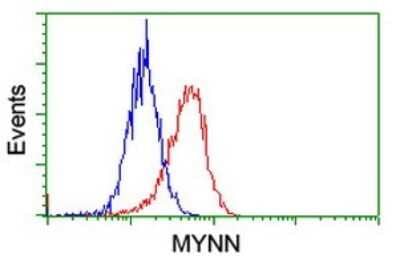 Flow Cytometry: Myoneurin Antibody (3B9) [NBP2-46070] - Analysis of Hela cells, using MYNN antibody (Red), compared to a nonspecific negative control antibody (Blue).