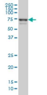 Western Blot: Myoneurin Antibody (3E8) [H00055892-M01] - MYNN monoclonal antibody (M01), clone 3E8 Analysis of MYNN expression in Hela S3 NE.