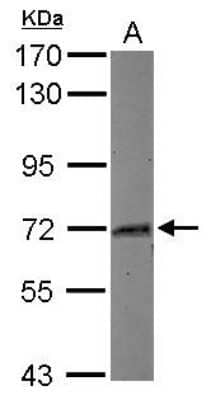 Western Blot: Myoneurin Antibody [NBP2-19451] - Sample (30 ug of whole cell lysate) A: HCT116 7. 5% SDS PAGE gel, diluted at 1:1000.