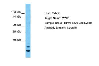 Western Blot Myosin IF Antibody