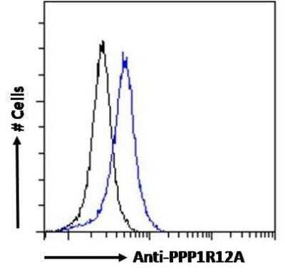 Flow Cytometry: Myosin Phosphatase Antibody [NBP1-52478] - Myosin Phosphatase antibody flow cytometric analysis of paraformaldehyde fixed HEK293 cells (blue line), permeabilized with 0.5% Triton. Primary incubation 1hr (10ug/ml) followed by Alexa Fluor 488 secondary antibody (0.4ug/ml).