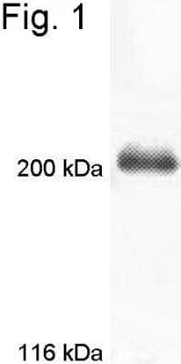 Western Blot: Myosin VIIa Antibody [NB120-3481] - Analysis of mouse testes tissue extract.