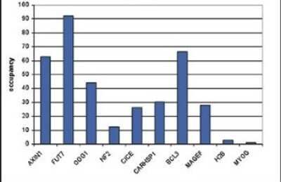 Chromatin Immunoprecipitation: Myosin heavy chain 11 Antibody [NBP2-59221] - ChIP assays were performed using ME-1 cells, the antibody against MYH11 and optimized primer pairs for qPCR. Sheared chromatin from 1.5 million cells and 5 uL of antibody were used per ChIP experiment. QPCR was performed using primers specific for the genes indicated. Figure shows the relative occupancy, calculated as the ratio + control/background for which the MYOG gene was used.