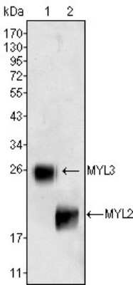 Western Blot: Myosin light chain 3 Antibody (7C1) [NBP1-51569] - Western blot analysis using MYL3 (1) and MYL2 (2) mouse mAb against rat fetal heart tissues lysate.