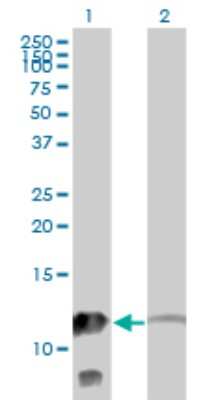 Western Blot: Myotrophin Antibody (1F3) [H00136319-M14] - Analysis of MTPN expression in transfected 293T cell line by MTPN monoclonal antibody (M14), clone 1F3. Lane 1: MTPN transfected lysatE (12.9 KDa). Lane 2: Non-transfected lysate.