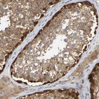 Immunohistochemistry-Paraffin: Myotrophin Antibody [NBP1-89787] - Staining of human testis shows moderate to strong cytoplasmic positivity in cells in seminiferous ducts.