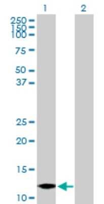 Western Blot: Myotrophin Antibody [H00136319-B01P] - Analysis of MTPN expression in transfected 293T cell line by MTPN polyclonal antibody.  Lane1:MTPN transfected lysate(13.09 KDa). Lane 2:Non-transfected lysate.