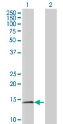 Western Blot: Myotrophin Antibody [H00136319-B03P] - Analysis of MTPN expression in transfected 293T cell line. Lane 1: MTPN transfected lysate (12.90 KDa). Lane 2: Non-transfected lysate.