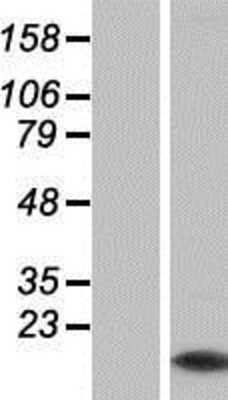 Western Blot Myotrophin Overexpression Lysate