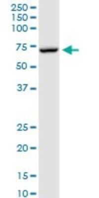 Western Blot: Myotubularin Antibody [H00004534-D01P] - Analysis of MTM1 expression in HepG2.