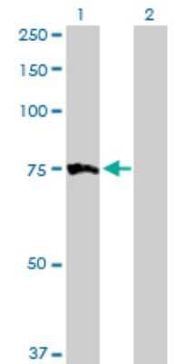 Western Blot: Myotubularin Antibody [H00004534-D01P] - Analysis of MTM1 expression in transfected 293T cell line by MTM1 polyclonal antibody.Lane 1: MTM1 transfected lysate(69.90 KDa).Lane 2: Non-transfected lysate.