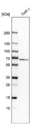 Western Blot: Myotubularin Antibody [NBP1-86107] - Analysis in human cell line THP-1.