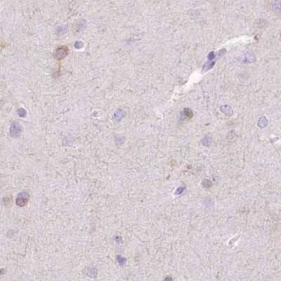 Immunohistochemistry-Paraffin: Myozenin 1 Antibody [NBP2-38412] - Staining of human cerebral cortex.