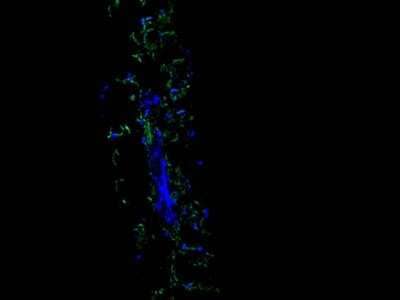 Immunocytochemistry/Immunofluorescence: Myrosinase 2 Antibody (6H1) [NBP2-89159] - Staining TGG2 (green) in Arabidopsis thaliana (longitudinal section). The nuclear counter stain is DAPI (blue). Cells were fixed in paraformaldehyde, permeabilised with 0.25% Triton X100/PBS.