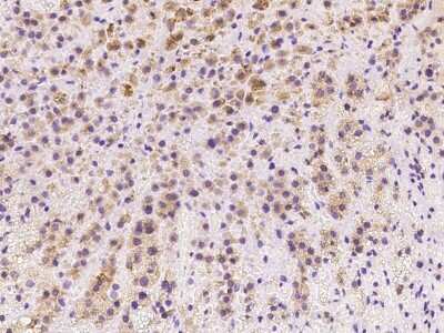Immunohistochemistry-Paraffin: Myt1 Antibody [NBP2-97801] - Immunochemical staining of human Myt1 in human adrenal gland with rabbit polyclonal antibody at 1:500 dilution, formalin-fixed paraffin embedded sections.