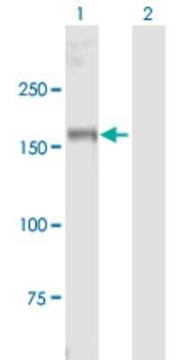 Western Blot: Myt1 Antibody [H00004661-B01P] - Analysis of MYT1 expression in transfected 293T cell line by MYT1 polyclonal antibody.  Lane 1: MYT1 transfected lysate(123.31 KDa). Lane 2: Non-transfected lysate.