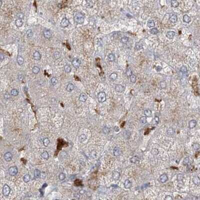 Immunohistochemistry-Paraffin: N-Acetyl-D-Glucosamine Kinase/NAGK Antibody [NBP1-89750] - Staining of human liver.