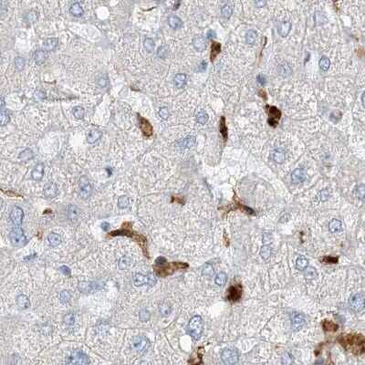 Immunohistochemistry-Paraffin: N-Acetyl-D-Glucosamine Kinase/NAGK Antibody [NBP2-38240] - Staining of human liver.