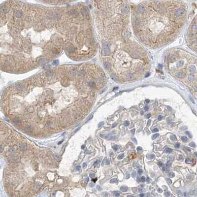 Immunohistochemistry-Paraffin: N-Acetyl-D-Glucosamine Kinase/NAGK Antibody [NBP2-38240] - Staining of human kidney.
