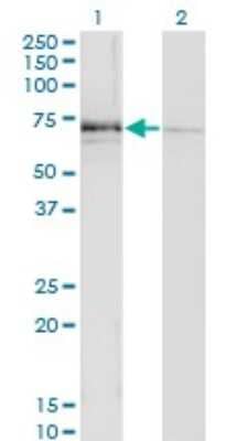 Western Blot: N-Acetylglucosaminyltransferase III/MGAT3 Antibody (1C9) [H00004248-M02] - Analysis of MGAT3 expression in transfected 293T cell line by MGAT3 monoclonal antibody (M02), clone 1C9.Lane 1: MGAT3 transfected lysate (Predicted MW: 61.3 KDa).Lane 2: Non-transfected lysate.