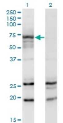 Western Blot: N-Acetylglucosaminyltransferase III/MGAT3 Antibody (2G4) [H00004248-M01] - Analysis of MGAT3 expression in transfected 293T cell line by MGAT3 monoclonal antibody (M01), clone 2G4.Lane 1: MGAT3 transfected lysate (Predicted MW: 61.3 KDa).Lane 2: Non-transfected lysate.