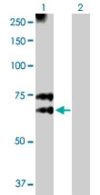Western Blot: N-Acetylglucosaminyltransferase III/MGAT3 Antibody [H00004248-D01P] - Analysis of MGAT3 expression in transfected 293T cell line by MGAT3 polyclonal antibody.Lane 1: MGAT3 transfected lysate(61.30 KDa).Lane 2: Non-transfected lysate.