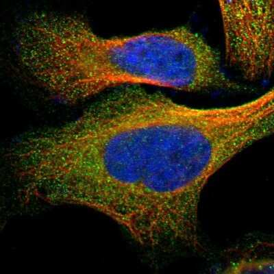 Immunocytochemistry/Immunofluorescence: N-Acetylmannosamine Kinase/GNE Antibody [NBP1-81622] - Staining of human cell line U-2 OS shows localization to cytosol. Antibody staining is shown in green.