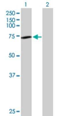 Western Blot: N-Acetylmannosamine Kinase/GNE Antibody [H00010020-D01P] - Analysis of GNE expression in transfected 293T cell line by GNE polyclonal antibody.Lane 1: GNE transfected lysate(79.30 KDa).Lane 2: Non-transfected lysate.