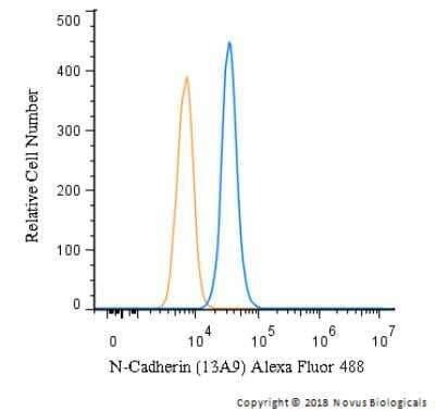 Flow Cytometry: N-Cadherin Antibody (13A9) [Alexa Fluor 488] [NBP1-48309AF488] - An intracellular stain was performed on HeLa cells with N-Cadherin Antibody (13A9)NBP1-48309AF488 and a matched isotype control (orange). Cells were fixed with 4% PFA and then permeabilized with 0.1% saponin. Cells were incubated in an antibody dilution of 10 ug/mL for 30 minutes at room temperature. Both antibodies were conjugated to Alexa Fluor 488.