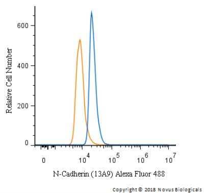 Flow Cytometry: N-Cadherin Antibody (13A9) [Alexa Fluor® 488] [NBP1-48309AF488] - An intracellular stain was performed on A549 cells with N-Cadherin Antibody (13A9) NBP1-48309AF488 and a matched isotype control (orange). Cells were fixed with 4% PFA and then permeabilized with 0.1% saponin. Cells were incubated in an antibody dilution of 10 ug/mL for 30 minutes at room temperature. Both antibodies were conjugated to Alexa Fluor 488.