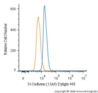 Flow Cytometry: N-Cadherin Antibody (13A9) [DyLight 488] [NBP1-48309G] -  An intracellular stain was performed on A431 cells with N-Cadherin Antibody (13A9) NBP1-48309G and a matched isotype control (orange). Cells were fixed with 4% PFA and then permeabilized with 0.1% saponin. Cells were incubated in an antibody dilution of 10 ug/mL for 30 minutes at room temperature. Both antibodies were conjugated to Dylight 488.