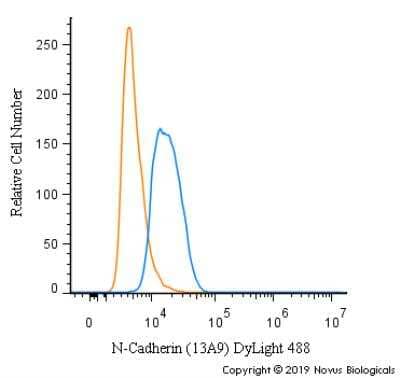 Flow Cytometry: N-Cadherin Antibody (13A9) [DyLight 488] [NBP1-48309G] - An intracellular stain was performed on SH-SY5Y cells with N-Cadherin Antibody [13A9] NBP1-48309G (blue) and a matched isotype control (orange). Cells were fixed with 4% PFA and then permeabilized with 0.1% saponin. Cells were incubated in an antibody dilution of 10 ug/mL for 30 minutes at room temperature. Both antibodies were conjugated to DyLight 488.