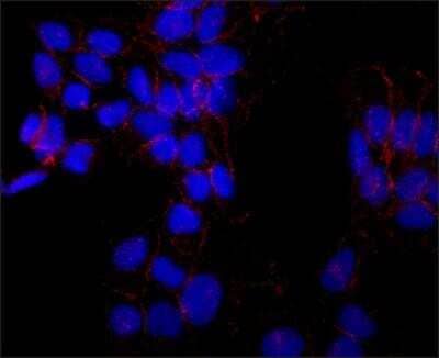Immunocytochemistry/Immunofluorescence: N-Cadherin Antibody (GC-4) [NBP2-21805] - HeLa cells were fixed and permeabilized with methanol followed by methanol:acetone. Fixed cells were stained with Monoclonal Anti-N-Cadherin, Clone: GC-4. The antibody was developed using Goat Anti-Mouse IgG, Cy3 conjugate. Cells were counterstained with DAPI (blue) to stain nuclei.