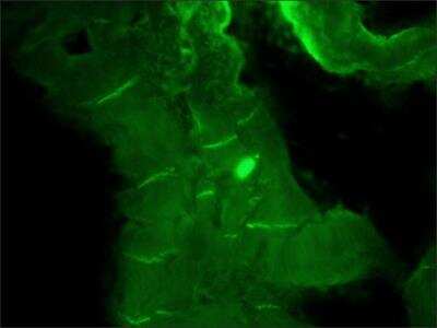 Immunohistochemistry: N-Cadherin Antibody (GC-4) [NBP2-21805] - Frozen acetone fixed chicken cardiac sections stained with Monoclonal Anti-N-Cadherin antibody produced in Mouse clone GC-4: followed by Anti-Mouse IgG (Fab specific)-FITC antibody produced in Goat.