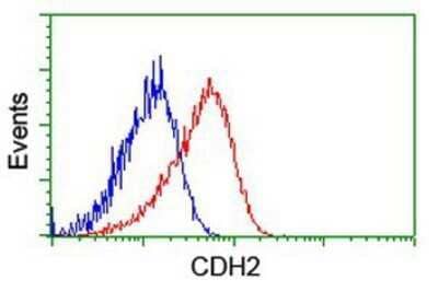 Flow Cytometry: N-Cadherin Antibody (OTI2G7) - Azide and BSA Free [NBP2-72891] - Analysis of Hela cells, using anti-N Cadherin antibody, (Red), compared to a nonspecific negative control antibody (Blue).