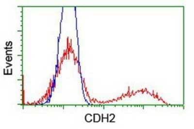 Flow Cytometry: N-Cadherin Antibody (OTI2G7) - Azide and BSA Free [NBP2-72891] - HEK293T cells transfected with either overexpression plasmid (Red) or empty vector control plasmid (Blue) were immunostaining by anti-N Cadherin antibody, and then analyzed by flow cytometry.