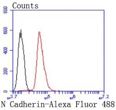Flow Cytometry: N-Cadherin Antibody (SY02-46) [NBP2-67431] - Analysis of Hela cells with N Cadherin antibody at 1/50 dilution (red) compared with an unlabelled control (cells without incubation with primary antibody; black). Alexa Fluor 488-conjugated goat anti rabbit IgG was used as the secondary antibody.