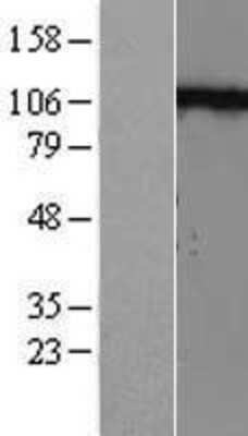 Western Blot N-Cadherin Overexpression Lysate