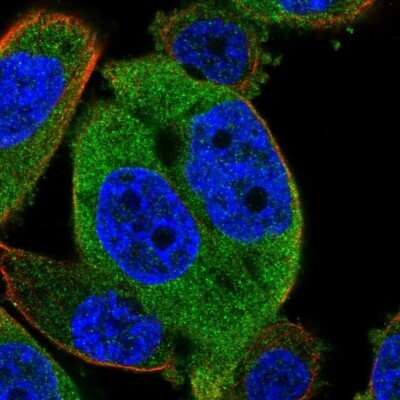 Immunocytochemistry/Immunofluorescence: N-Deacetylase/N-Sulfotransferase 2/NDST2 Antibody [NBP2-13645] - Staining of human cell line PC-3 shows positivity in cytoplasm.