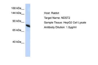 Western Blot: N-Deacetylase/N-Sulfotransferase 2/NDST2 Antibody [NBP2-83260] - Host: Rabbit. Target Name: NDST2. Sample Type: HepG2 Whole Cell lysates. Antibody Dilution: 1.0ug/ml