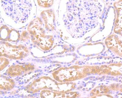 Immunohistochemistry-Paraffin: N-WASP Antibody (JU07-31) [NBP2-75599] - Analysis of paraffin-embedded human kidney tissue using anti-WASL antibody. Counter stained with hematoxylin.