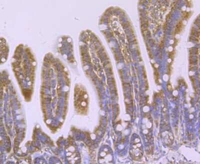 Immunohistochemistry-Paraffin: N-WASP Antibody (JU07-31) [NBP2-75599] - Analysis of paraffin-embedded mouse colon tissue using anti-WASL antibody. Counter stained with hematoxylin.