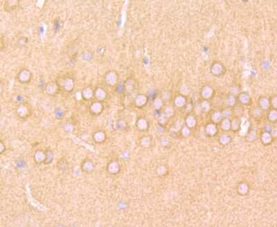 Immunohistochemistry-Paraffin: N-WASP Antibody (JU07-31) [NBP2-75599] - Analysis of paraffin-embedded mouse brain tissue using anti-WASL antibody. Counter stained with hematoxylin.