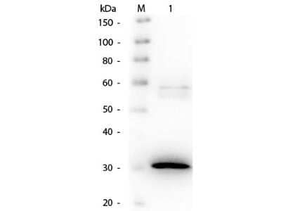 Western Blot: N-acylmannosamine 1-dehydrogenase Antibody [NBP2-44241] - Analysis using the Biotin conjugate of NBP2-44241. Detection of Lane 1: N-Acylmannoseamide 1-Dehydrogenase. Load: 50 ng per lane. Primary antibody: Goat anti-N-Acylmannoseamide 1-Dehydrogenase Antibody Biotin Conjugated 1:1,000 overnight at 4C.